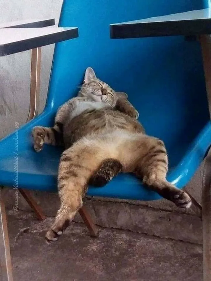 Weird Poses Of Sleeping Cats Ended Up On Facebook Group "Comicism" To Entertain Everyone (12 Pics)