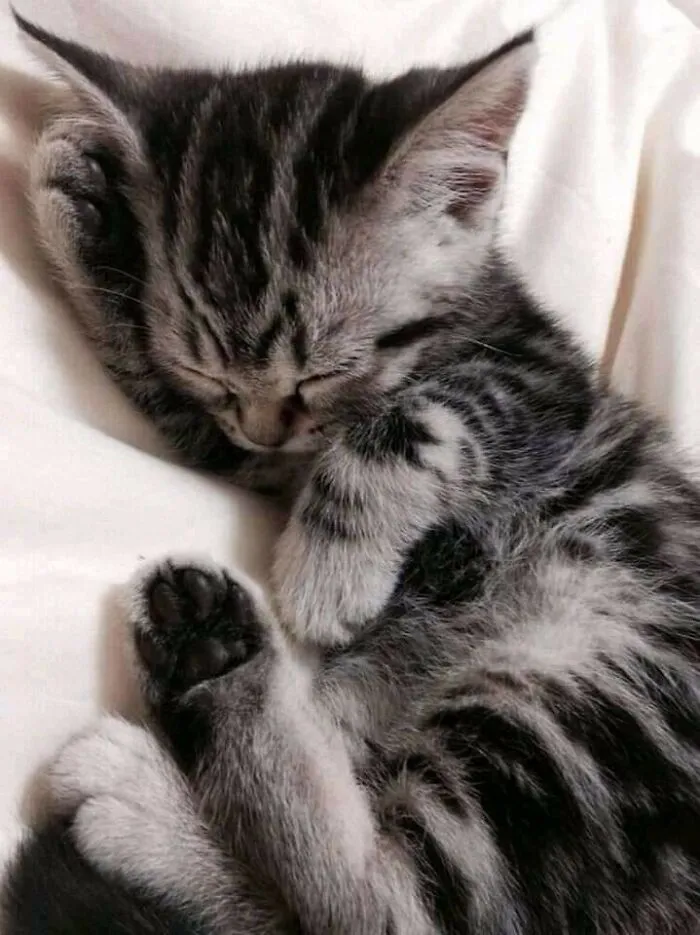 Weird Poses Of Sleeping Cats Ended Up On Facebook Group "Comicism" To Entertain Everyone (12 Pics)