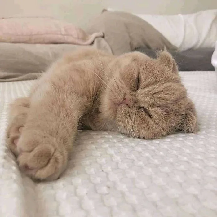 Weird Poses Of Sleeping Cats Ended Up On Facebook Group "Comicism" To Entertain Everyone (12 Pics)