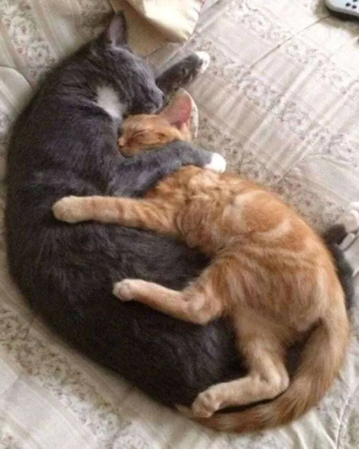 Weird Poses Of Sleeping Cats Ended Up On Facebook Group "Comicism" To Entertain Everyone (12 Pics)