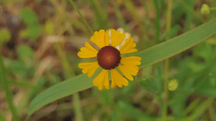 Sunshine Flower