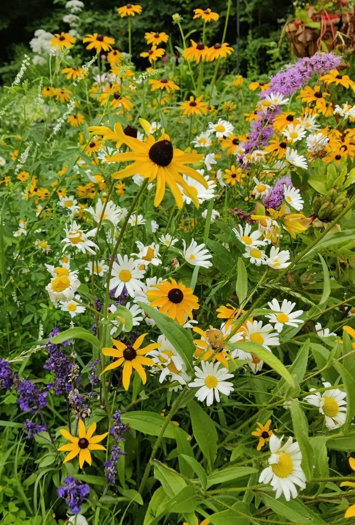 Yellow Cone Flower In The Little Meadow That Was Once A Boring, Lifeless And Manicured Lawn In Front Of My Door.