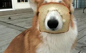 Hey Pandas, Post The Weirdest Pic Of Your Pet (Closed)
