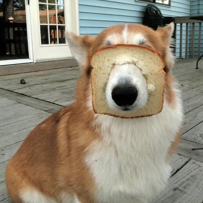 Samich Time