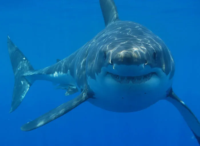 "Shark Spotters" Don't Spot Every Shark Nearing The Beach