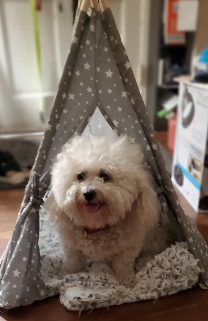 The Pet Teepee Was 1/2 Price At Aldi. I Really Have No Room.for It,  But Emma's So Cute Modeling It!