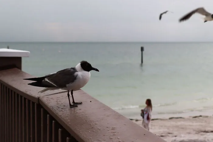My Lovely Seagull Friend