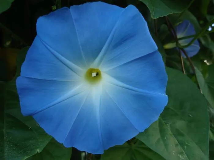 Morning Glory
