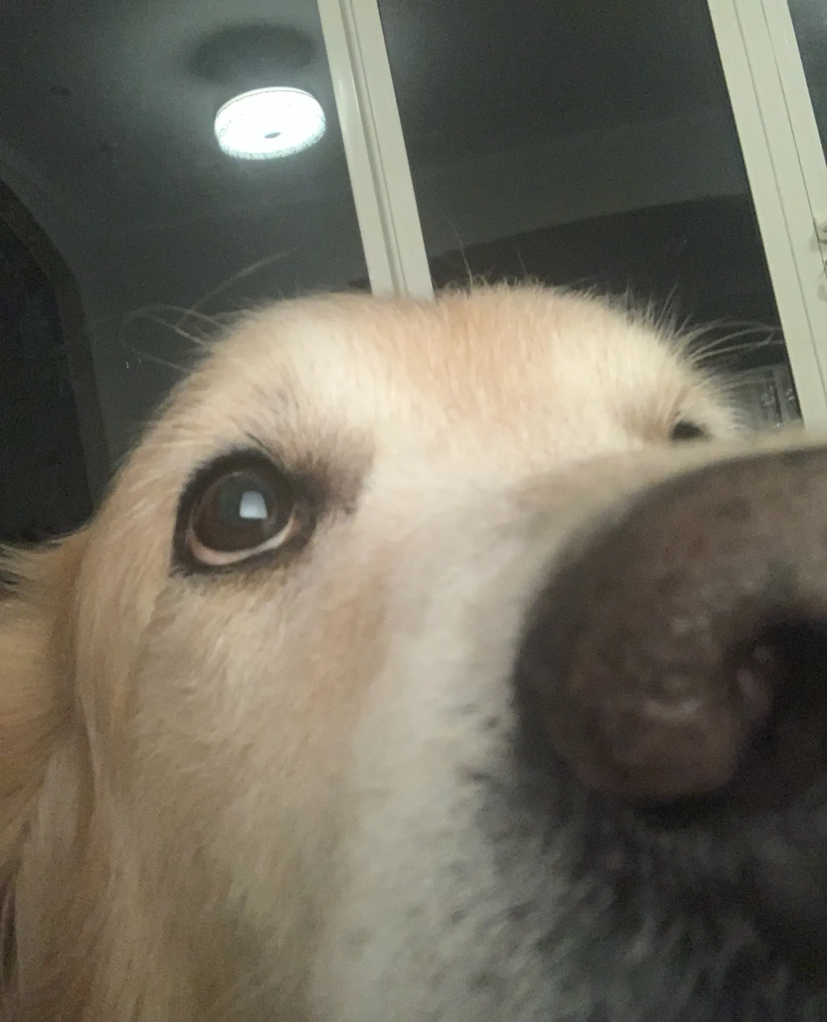 Hey Pandas, Post Something Wholesome!