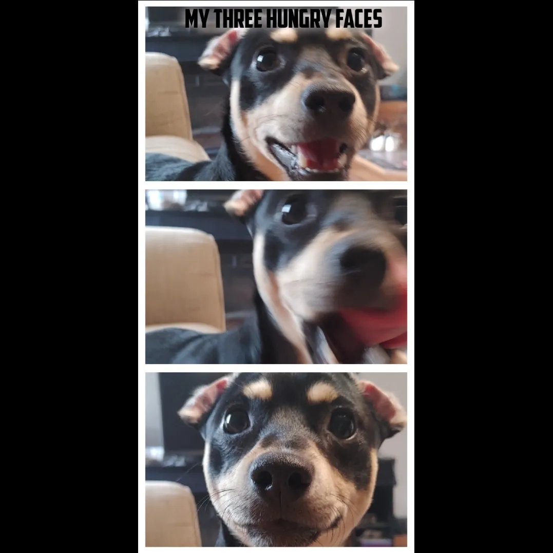 Hey Pandas! Submit Your Best Original Meme!