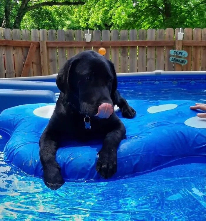 Finnigan On His Own Personal Dog Raft In The Pool!