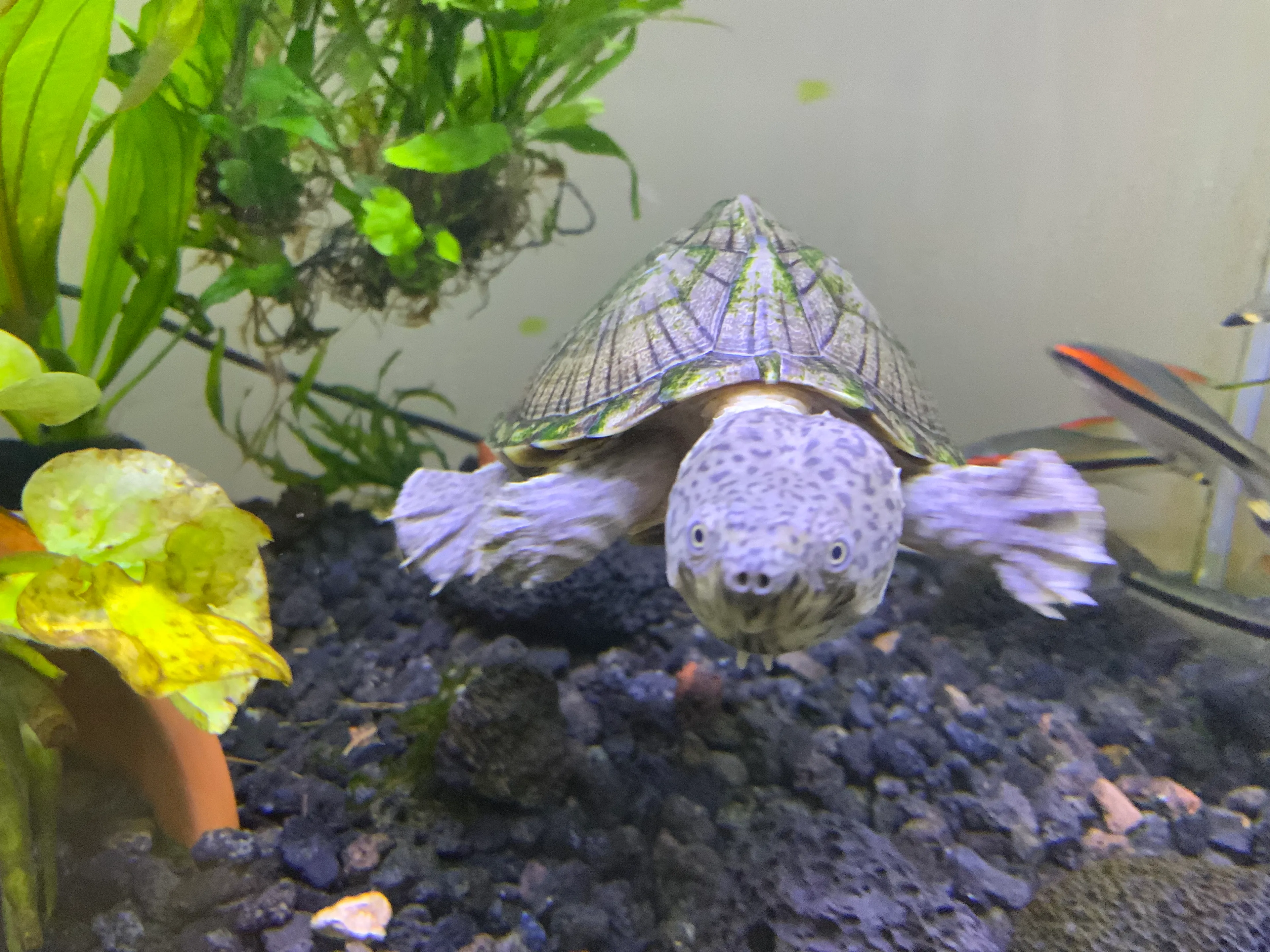 Hey Pandas, Post Pictures Of Your Exotic Pet!