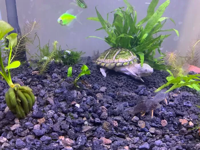 My Razor-Backed Musk Turtles, Alice And Arthur