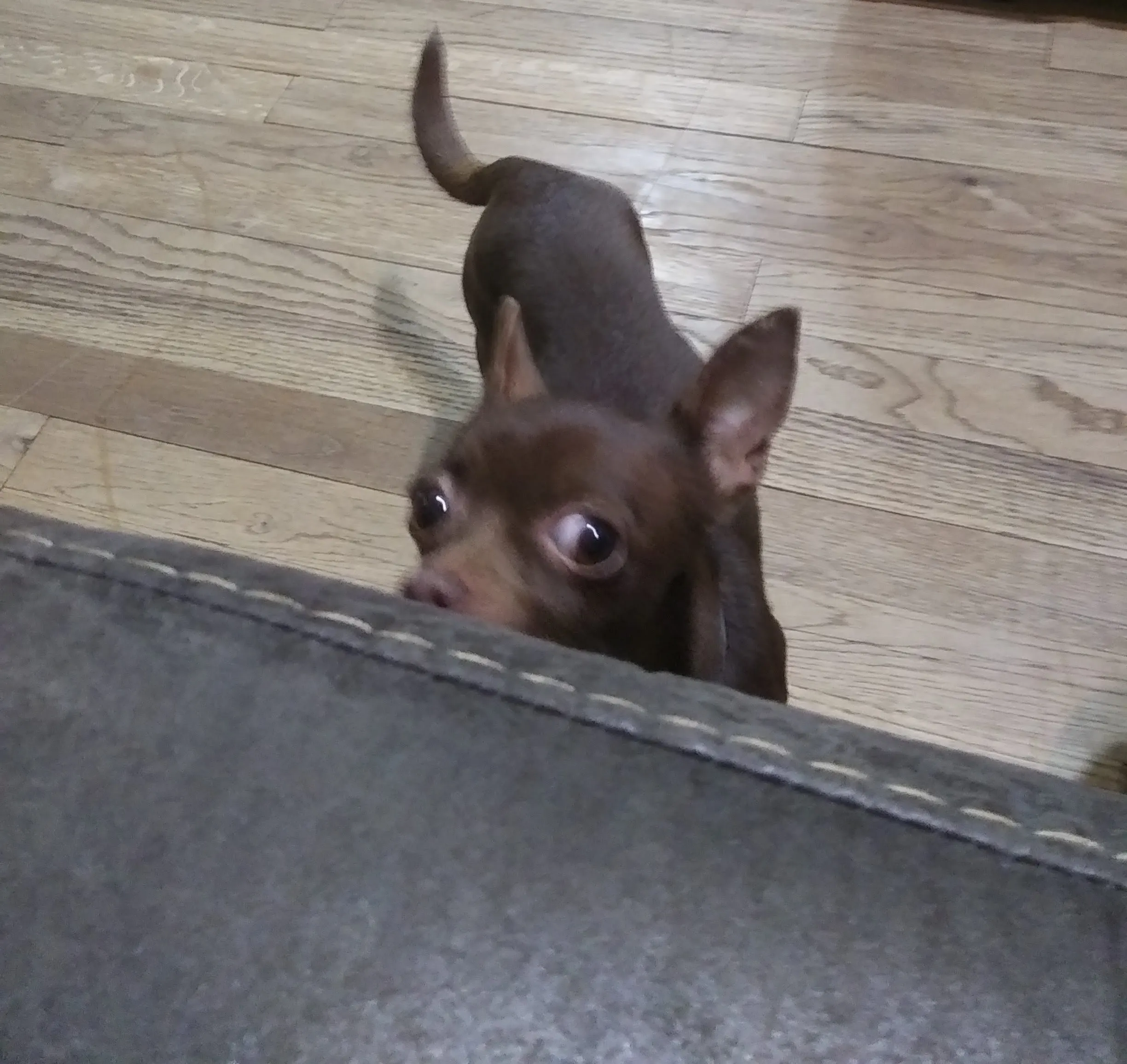 Hey Panda's Post Your Favorite Photo Of Your Pet