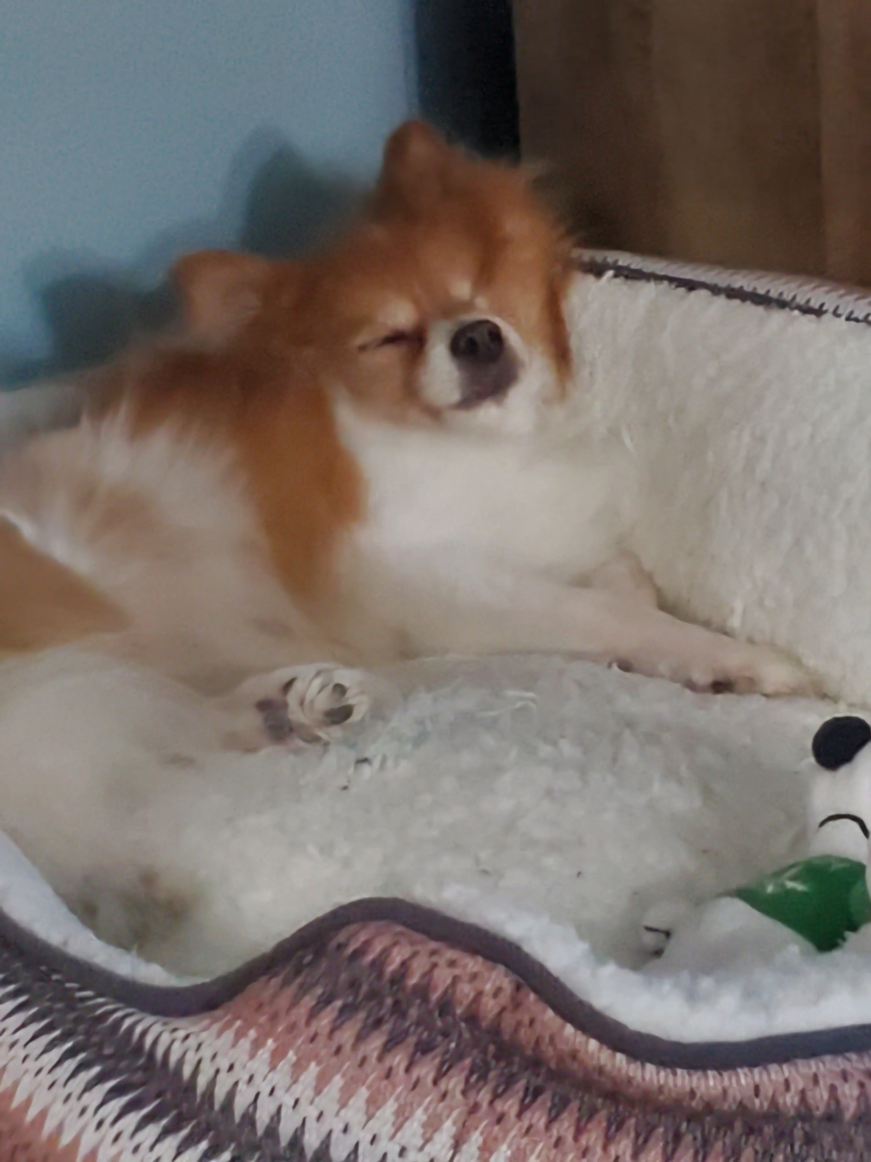 Hey Pandas Post A Picture Of Your Dog That Got Caught Doing Something And Felt Guilty Afterwards