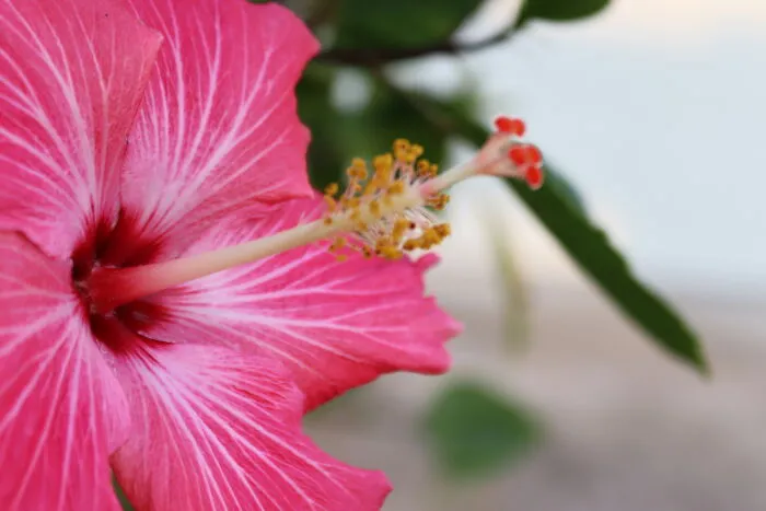Rose Of Sharon