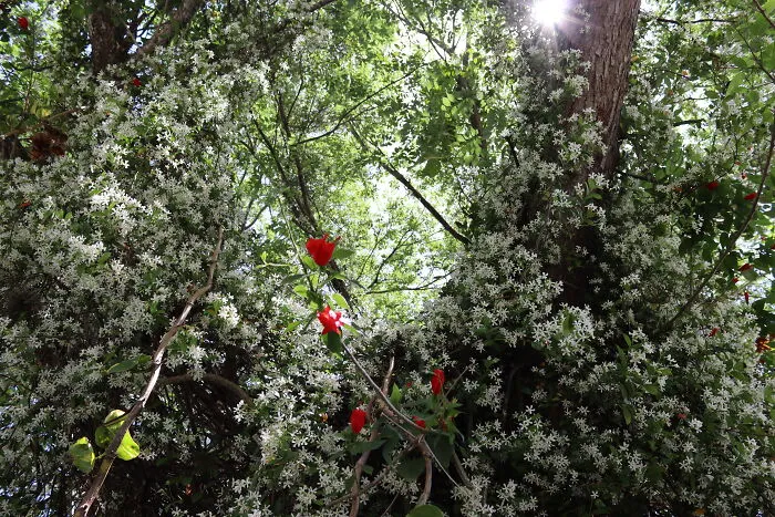 Enchanted