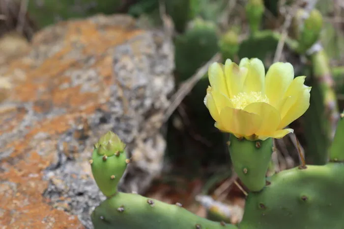 Cactus Sunshine
