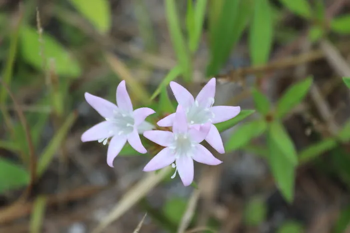 Stars In The Lawn