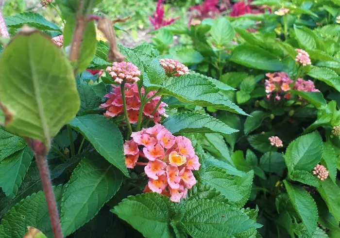 I Took Photos Of Assiniboine Park & English Gardens On A Hot, Muggy Day (25 Pics)