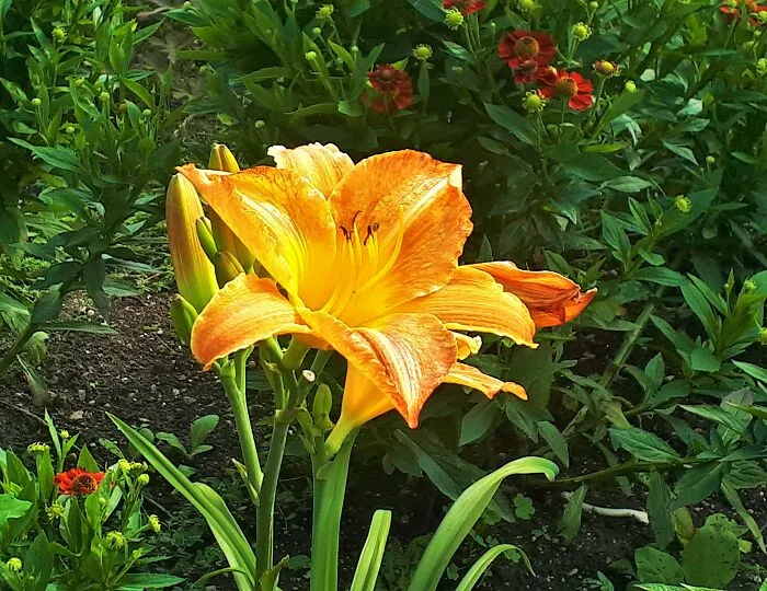 I Took Photos Of Assiniboine Park & English Gardens On A Hot, Muggy Day (25 Pics)