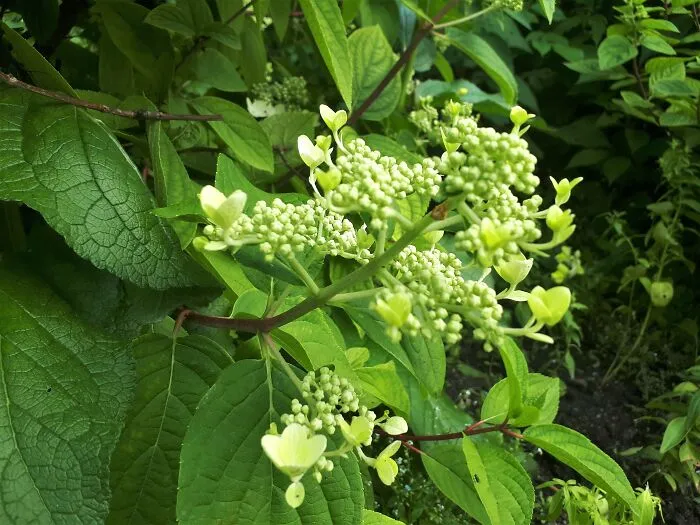 I Took Photos Of Assiniboine Park & English Gardens On A Hot, Muggy Day (25 Pics)