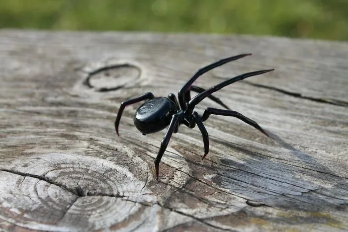 I Am A Ukrainian Artist, Who Can Make Glass Spiders Of Any Kind, Even Those That Exist Only In The Movies