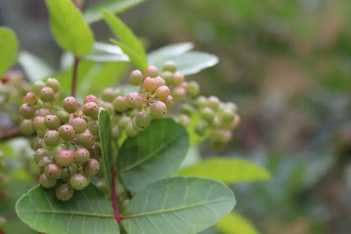 Blushing Berries