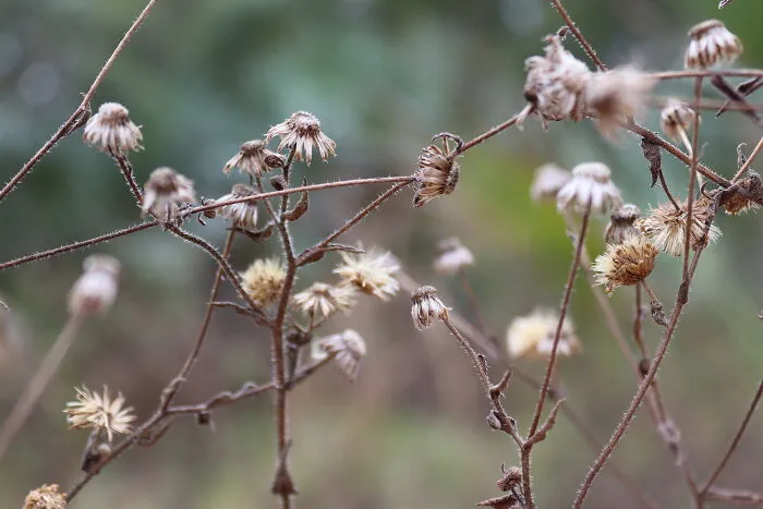 Nettles