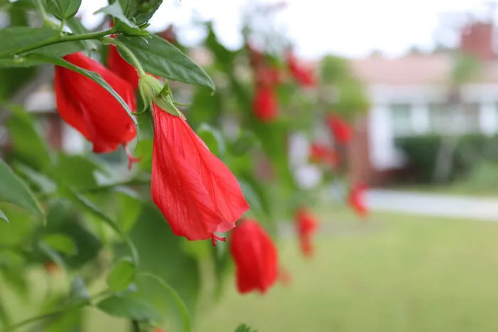 Crimson Dancers
