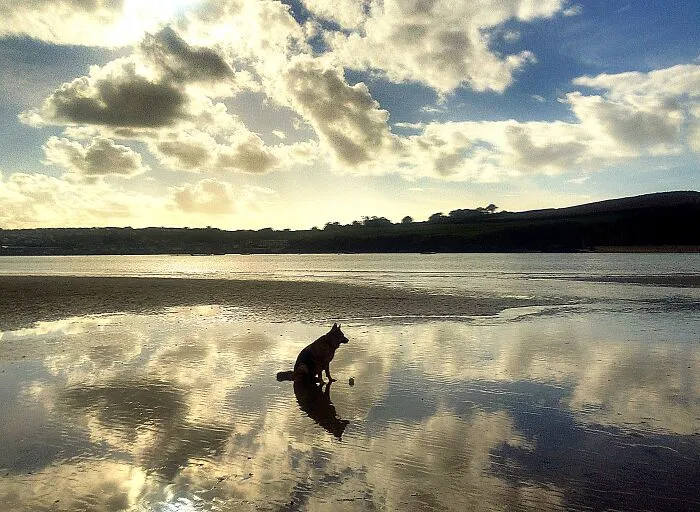 My Hound By The Bay