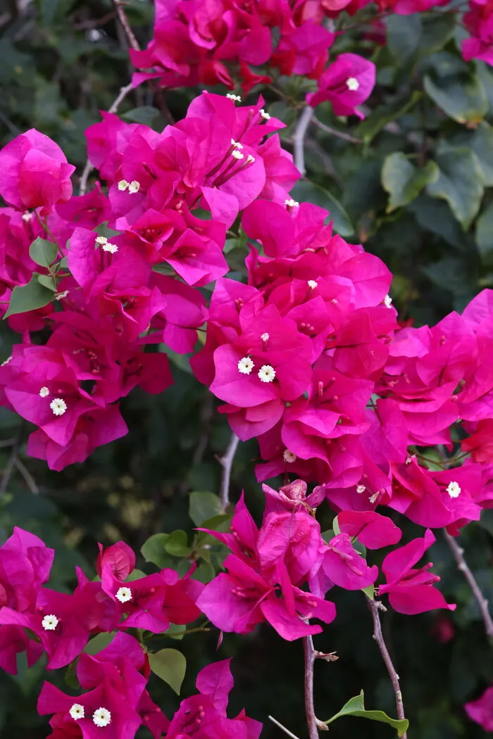 Super-Pink