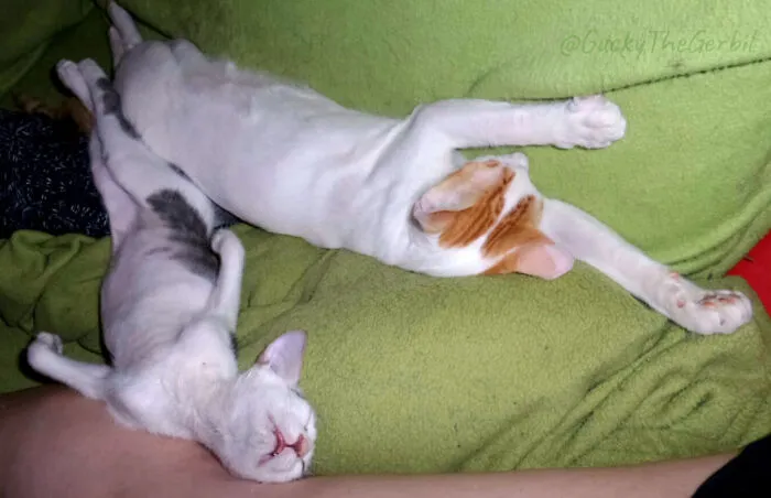 After The Flight From Dubai To Their New Furever Home And Having Some Food, Fell Asleep On The Couch
