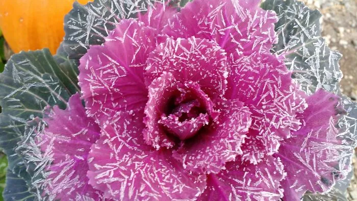 Frosty Kale