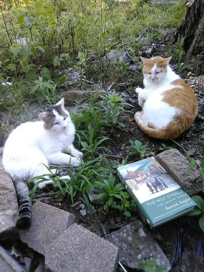 Minion And Tommy-O Taking A Break From Reading.