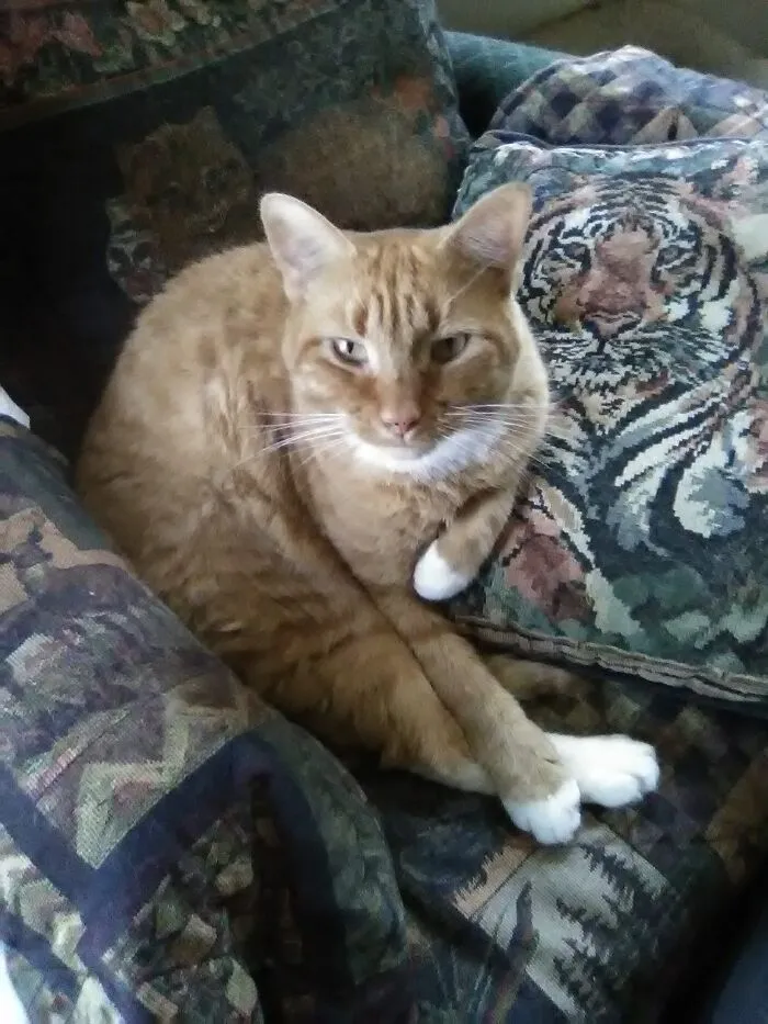 Thomas Benedict Cumbercat. I Fell In Love With Those White Feet