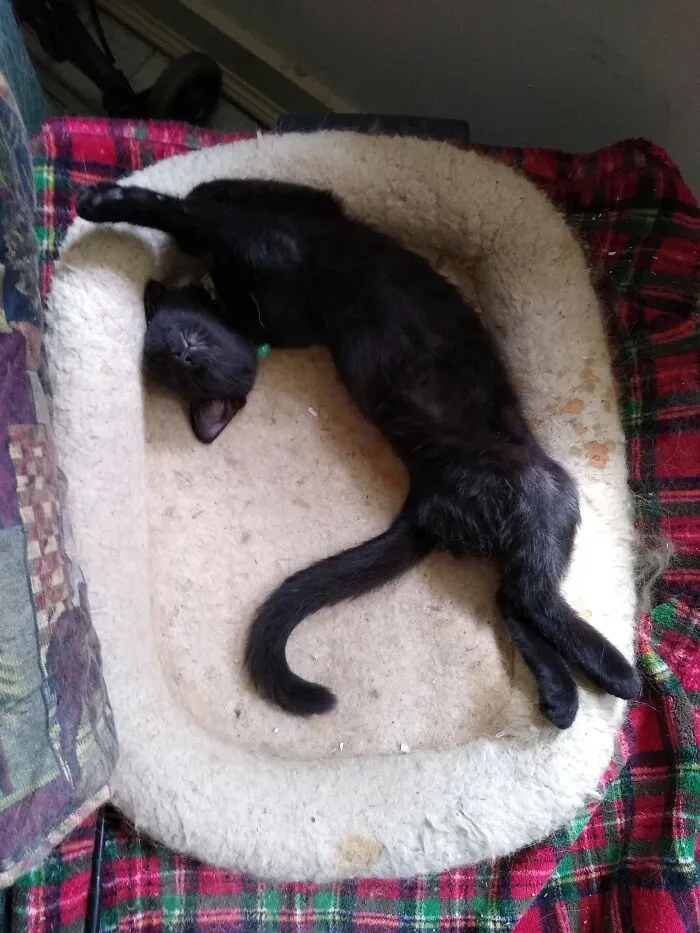 This Is Rambo.