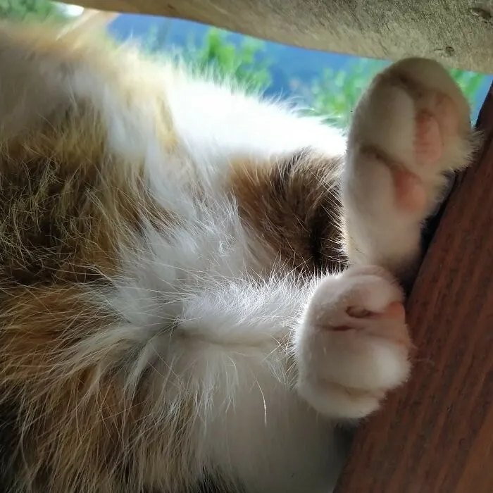 Hidden