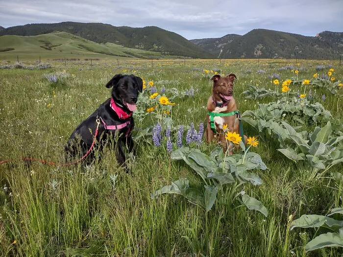 Traveling, Camping And Hiking With My Girls Including A Good Game Of Tug Frisbee.  Trifecta