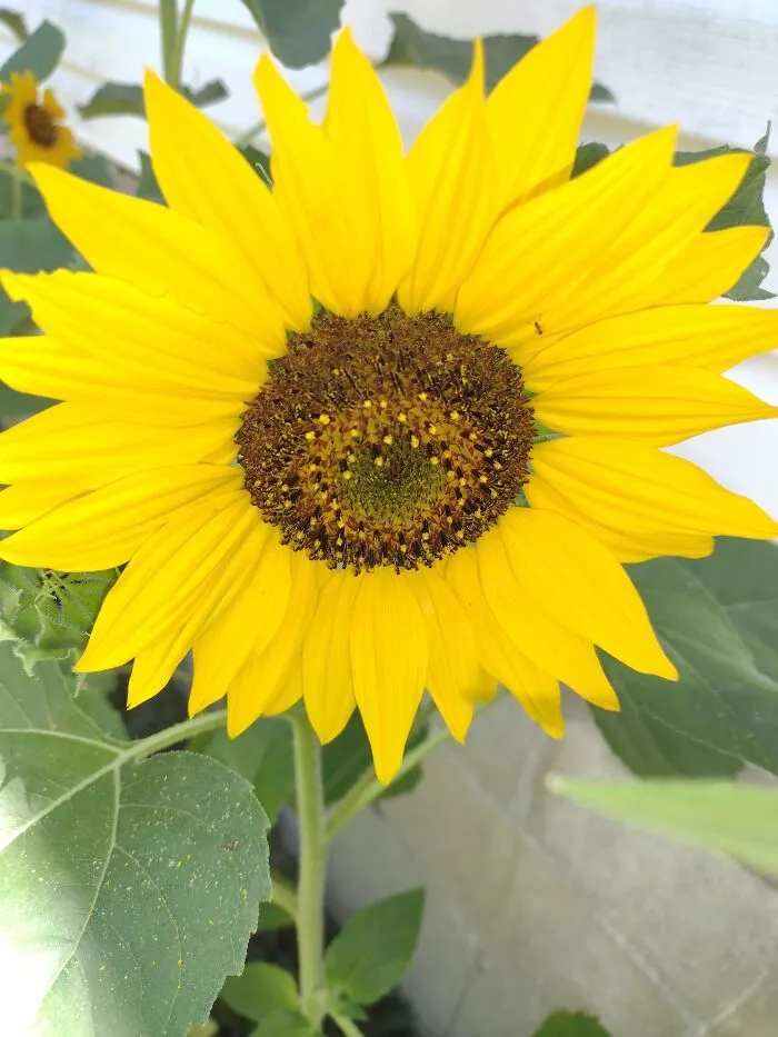 My Sunflowers