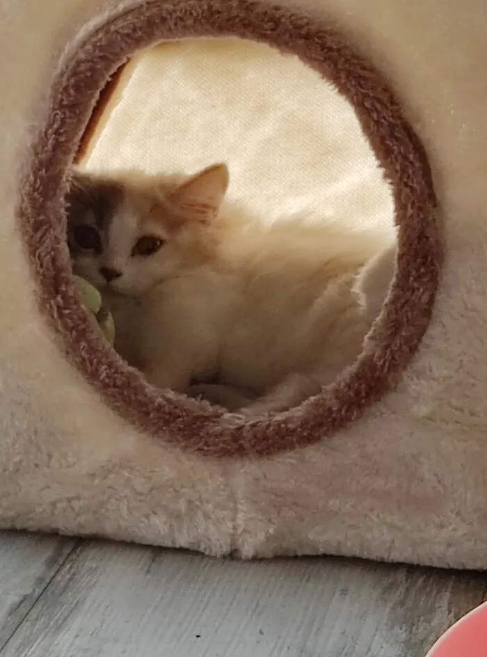 My Fur Baby
