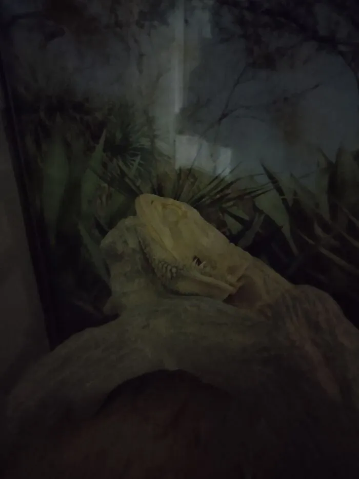 This Is My Lizard Spike Sleeping