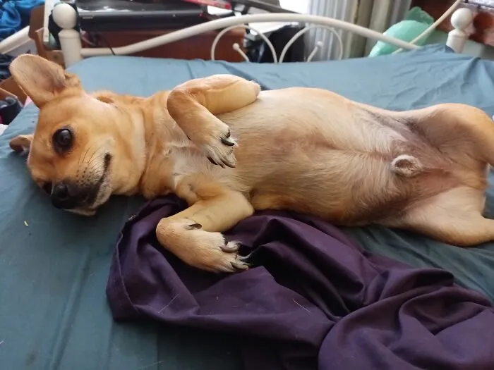 After Belly Rubs