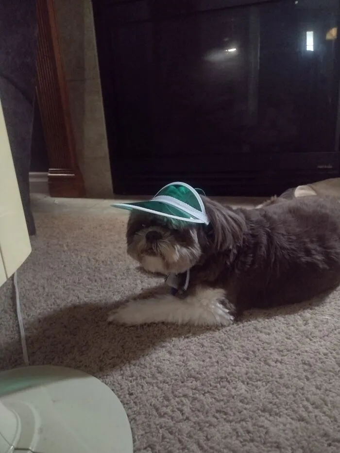 I Got A Visor For My Pretzel And She Looks Like Just Wearing It Is Torture