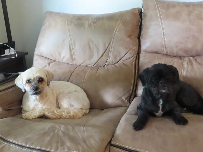 Buddy (The Black One) And His Friend Of 12 Years, Zoey. She Just Moved 15 Hours Away And He Doesn't Understand Why She Is Not Here