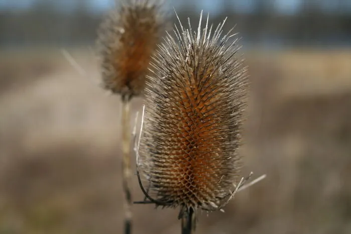 Strange Spiky Plant