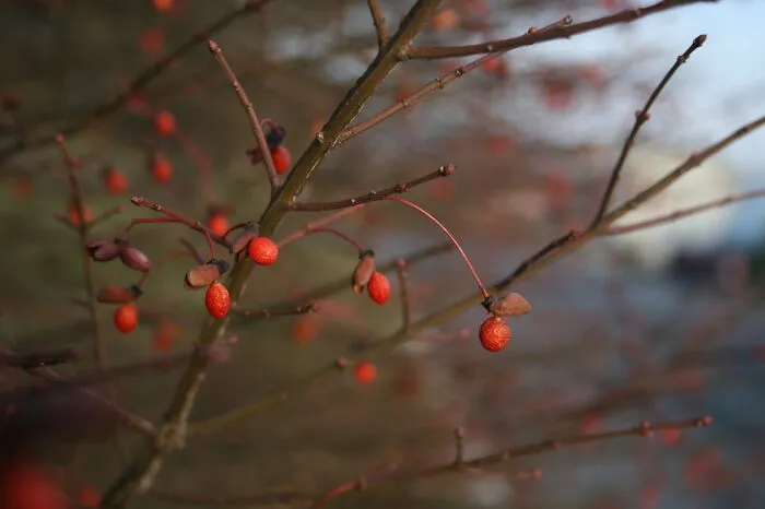 Berries