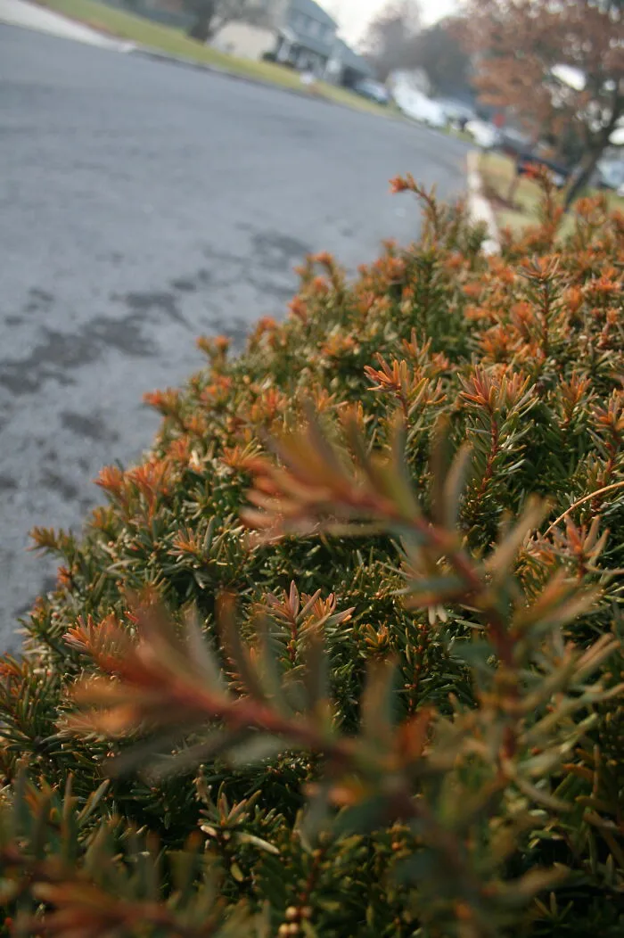 Random Bush In My Neighborhood