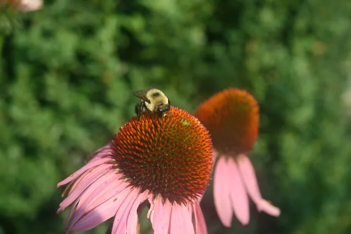 Unknown Flower