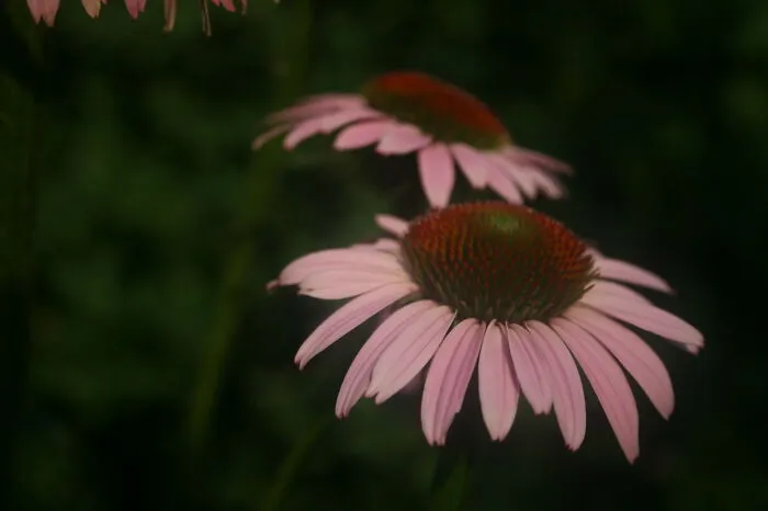 Pretty Flowers